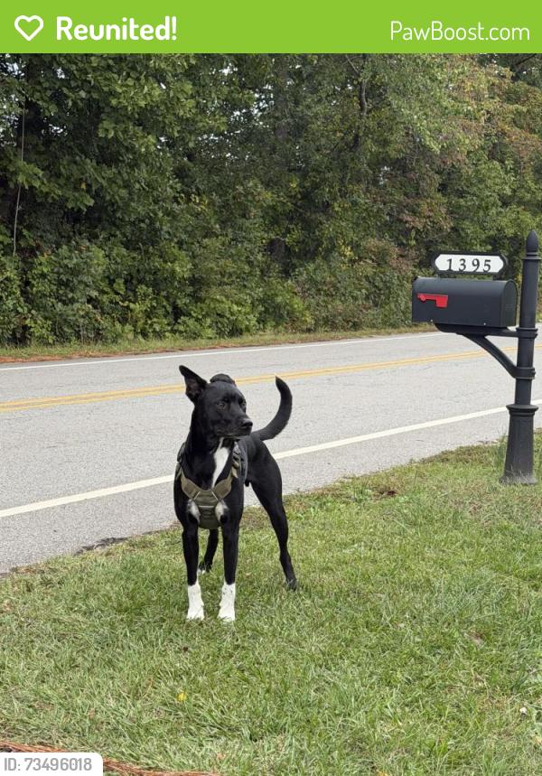 Reunited Male Dog last seen In front of Central Baptist Temple, Sanford, NC 27330