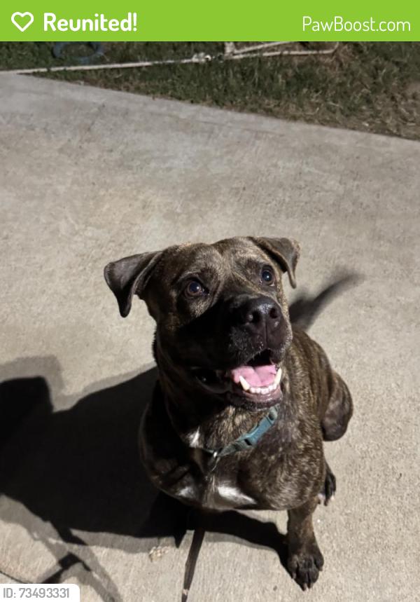Reunited Male Dog last seen Near Illinois Street South Houston, Tx 77587, South Houston, TX 77587