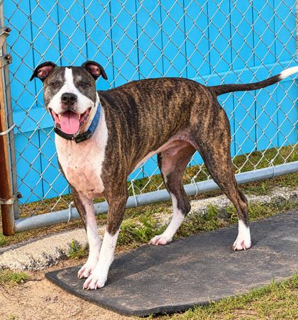 Shelter Stray Male Dog last seen RAINBOW OAKS CT, Crystal River, FL, 4030 S Airport Rd, Inverness, FL 34450, USA