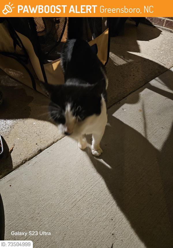 Found/Stray Male Cat last seen NEAR Vanstory/Murray Hill /Crestridge / Ontario/Bundy/Westhaven- Hillsdale Neighborhood, Greensboro, NC 27403