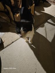 Found/Stray Male Cat last seen NEAR Vanstory/Murray Hill /Crestridge / Ontario/Bundy/Westhaven- Hillsdale Neighborhood, Greensboro, NC 27403
