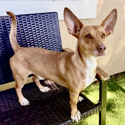 Shelter Stray Male Dog last seen Near Hegenberger Rd 203, Oakland, CA, 1101 29th Ave, Oakland, CA 94601, USA
