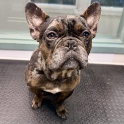 Shelter Stray Male Dog last seen Near 28th ave, Oakland, CA, 1101 29th Ave, Oakland, CA 94601, USA