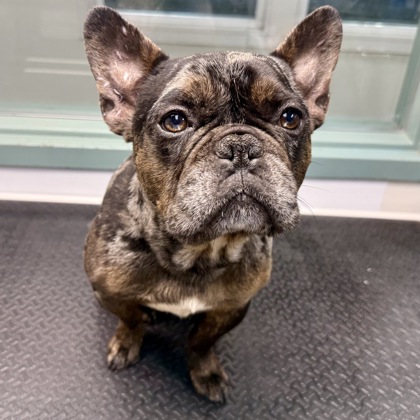 Shelter Stray Male Dog last seen Near 28th ave, Oakland, CA, 1101 29th Ave, Oakland, CA 94601, USA