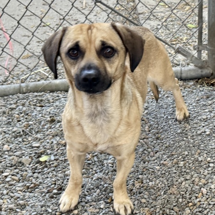 Shelter Stray Male Dog last seen , , CA, 1101 29th Ave, Oakland, CA 94601, USA