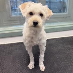 Shelter Stray Male Dog last seen Nightdrop, Oakland,, 1101 29th Ave, Oakland, CA 94601, USA