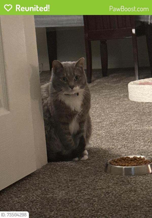 Reunited Male Cat last seen Near metropolitan center drive, Springfield, VA 22150