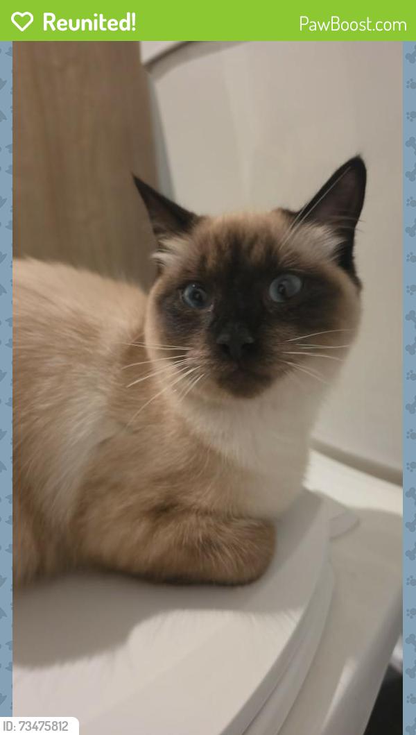 Reunited Female Cat last seen In between homes at ch Morley-Walters, Gatineau, QC J9J 0N8