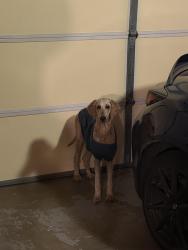 Reunited Female Dog last seen Found on Peacock And Gramercy, Riverside, CA 92505