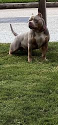 Reunited Male Dog last seen GLYNN STREET FAYETTEVILLE GA, Fayetteville, GA 30214