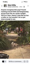 Found/Stray Unknown Dog last seen 50th and Kingsessing, Philadelphia, PA 19104