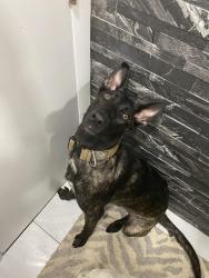 Lost Male Dog last seen Polk Street between 24th Ave and S Dixie. Just east of the train tracks one block north of Hollywood Boulevard., Hollywood, FL 33020