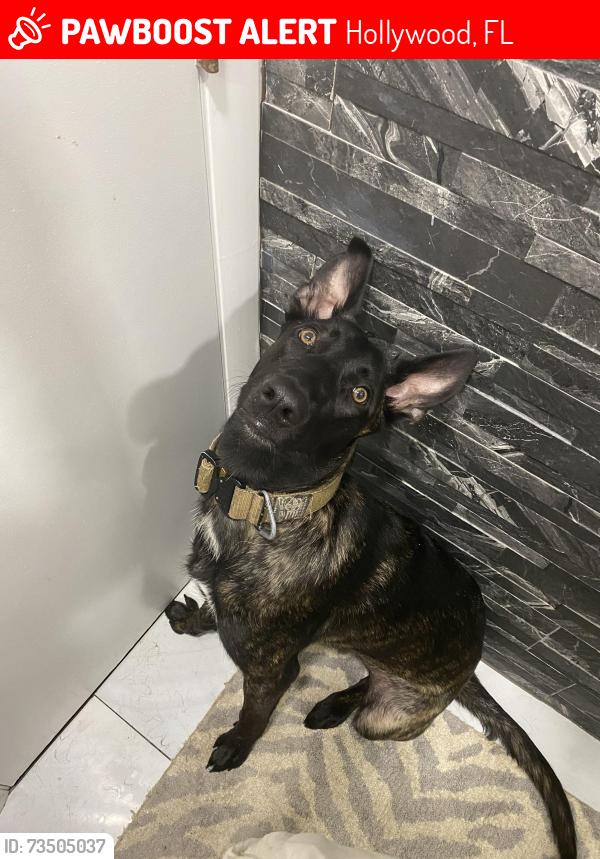 Lost Male Dog last seen Polk Street between 24th Ave and S Dixie. Just east of the train tracks one block north of Hollywood Boulevard., Hollywood, FL 33020