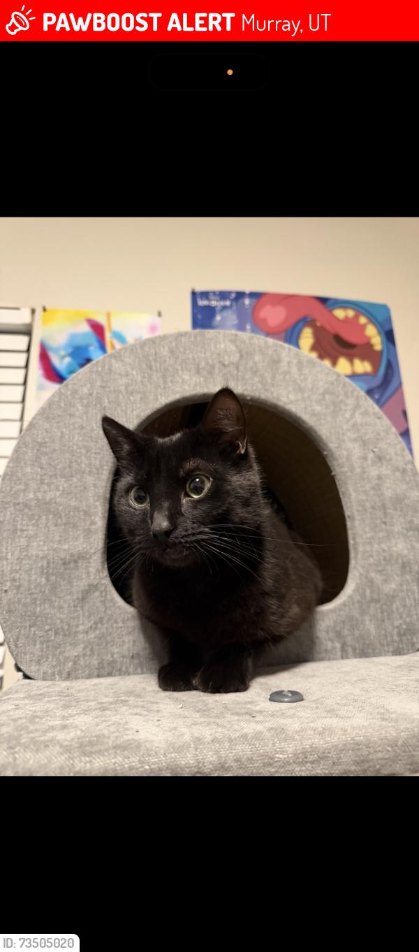 Lost Male Cat last seen Clover creek apmts, Murray, UT 84123