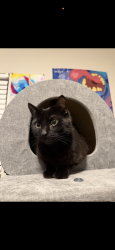 Lost Male Cat last seen Clover creek apmts, Murray, UT 84123