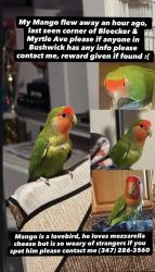Lost Male Bird last seen Myrtle Avenue Bleeker street, Brooklyn, NY 11237