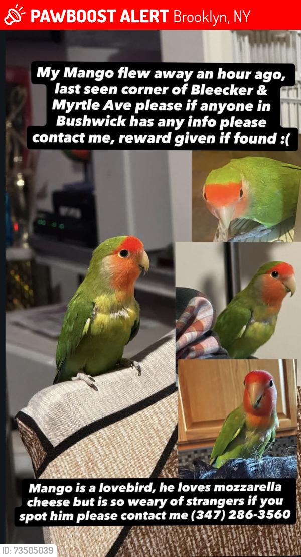 Lost Male Bird last seen Myrtle Avenue Bleeker street, Brooklyn, NY 11237