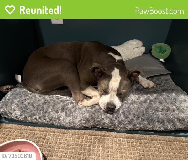 Reunited Female Dog last seen In the Ridgewood neighborhood, Greensboro, NC 27455