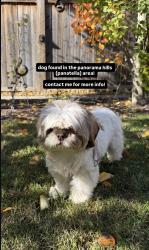 Found/Stray Female Dog last seen Panatella Area, Calgary, AB 