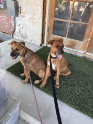 Reunited Female Dog last seen Sheila Ave and Grand Ave, Wildomar, CA, Wildomar, CA 92595