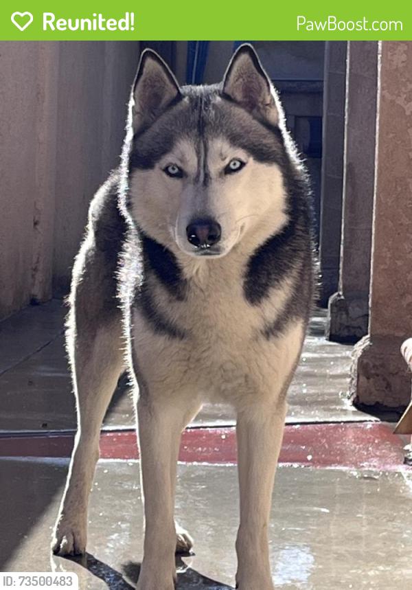 Reunited Male Dog last seen Near E Broadway, Anaheim, CA 92805, USA, Anaheim, CA 92805