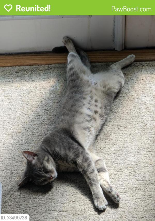 Reunited Male Cat last seen 30th Ave SW and SW Brandon Street, Seattle, WA 98126