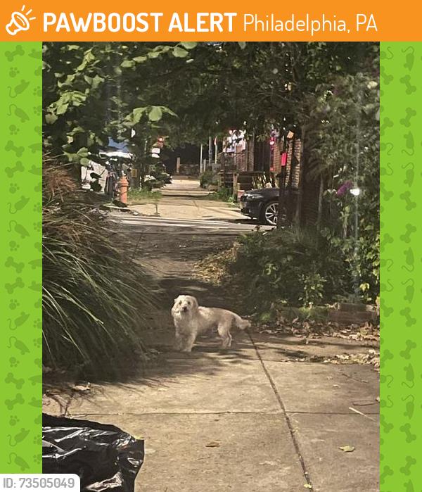 Found/Stray Male Dog last seen 50th and Kingsessing Ave, Philadelphia, PA 19143
