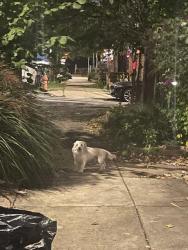 Found/Stray Male Dog last seen 50th and Kingsessing Ave, Philadelphia, PA 19143