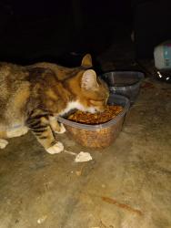 Lost Male Cat last seen Seep springs road across from Hispanic church, Whitfield County, GA 30740