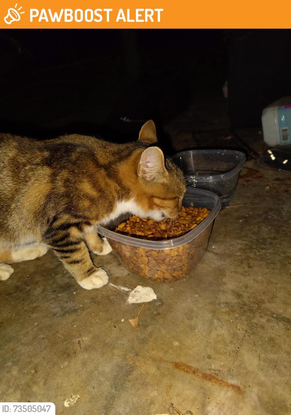 Lost Male Cat last seen Seep springs road across from Hispanic church, Whitfield County, GA 30740