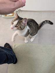 Found/Stray Male Cat last seen East Reed Ave and Richmond Highway, Potomac Yard, Alexandria, VA 22305