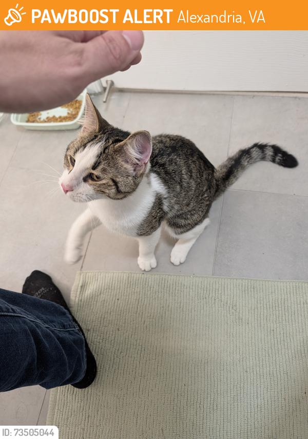 Found/Stray Male Cat last seen East Reed Ave and Richmond Highway, Potomac Yard, Alexandria, VA 22305