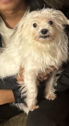 Reunited Male Dog last seen Near Tommy Lee Ct, Indianapolis, IN 46217, USA, Indianapolis, IN 46217