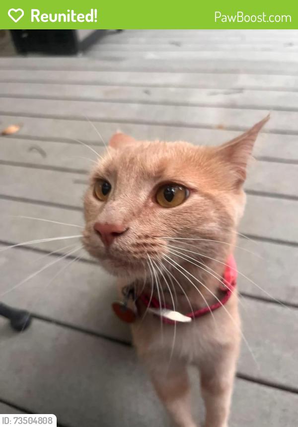 Reunited Female Cat last seen Near lytle st, Greer, SC 29650