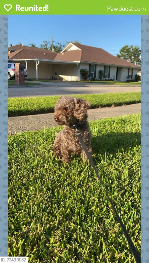 Reunited Male Dog last seen Meisler Middle School, Mcdonald's, Johnny Bright, Metairie, LA 70002