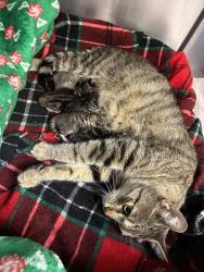 Shelter Stray Female Cat last seen SE Division & SE 130th, PORTLAND, OR, 97236, 1700 W Historic Columbia River Hwy, Troutdale, OR 97060, USA