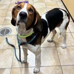 Shelter Stray Male Dog last seen Yamhill / 78rd, PORTLAND, OR, 97215, 1700 W Historic Columbia River Hwy, Troutdale, OR 97060, USA