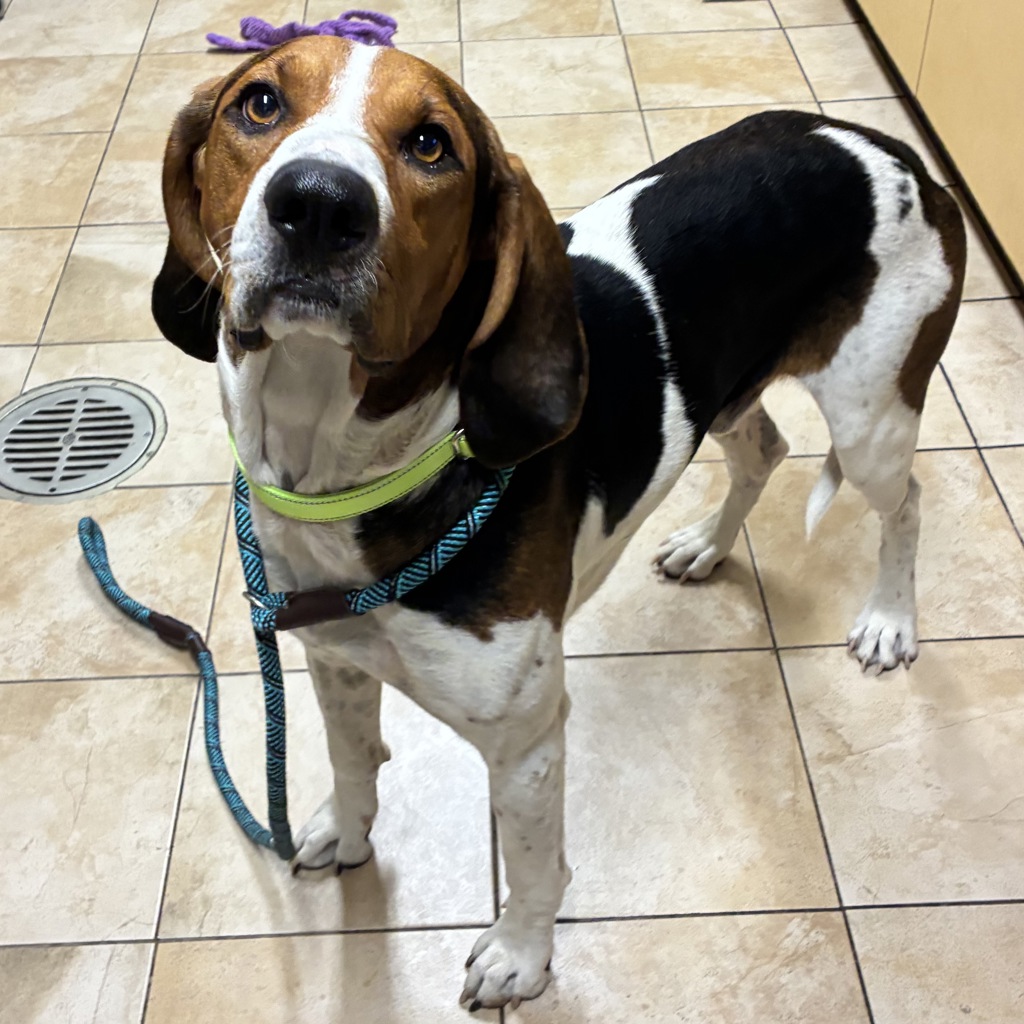 Shelter Stray Male Dog last seen Yamhill / 78rd, PORTLAND, OR, 97215, 1700 W Historic Columbia River Hwy, Troutdale, OR 97060, USA