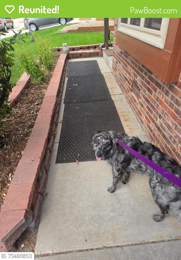 Reunited Female Dog last seen Buckley and Orchard rd., Centennial, CO 80015