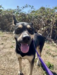Shelter Stray Female Dog last seen OWNER SURRENDER, OR, 1700 W Historic Columbia River Hwy, Troutdale, OR 97060, USA
