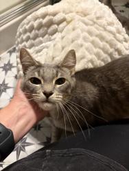 Shelter Stray Female Cat last seen Taylors Ferry, OR, 1700 W Historic Columbia River Hwy, Troutdale, OR 97060, USA