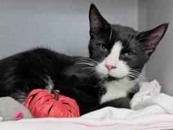 Shelter Stray Male Cat last seen Near Cromwell, BRONX, NY, 10452, 326 E 110th St, New York, NY 10029, USA