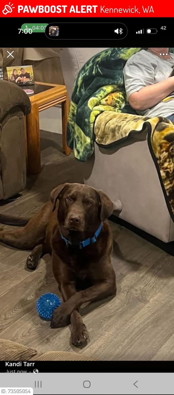 Lost Male Dog last seen 4th St, Kennewick, WA 99336