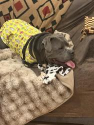 Shelter Stray Male Dog last seen OR, 1700 W Historic Columbia River Hwy, Troutdale, OR 97060, USA
