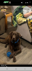 Lost Male Dog last seen 4th St, Kennewick, WA 99336