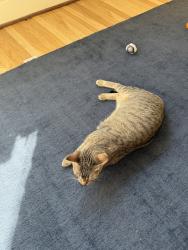 Shelter Stray Female Cat last seen OR, 1700 W Historic Columbia River Hwy, Troutdale, OR 97060, USA
