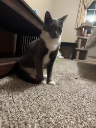 Shelter Stray Male Cat last seen Springwater Corridor Trail / SW Towle Ave, GRESHAM, OR, 97030, 1700 W Historic Columbia River Hwy, Troutdale, OR 97060, USA