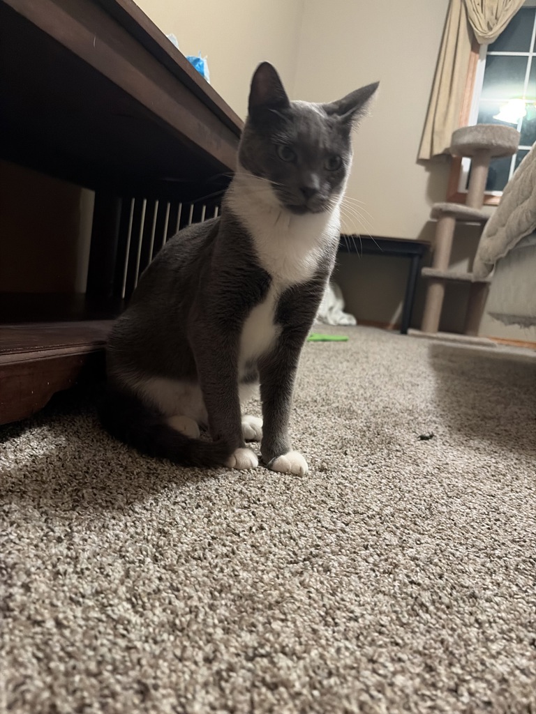 Shelter Stray Male Cat last seen Springwater Corridor Trail / SW Towle Ave, GRESHAM, OR, 97030, 1700 W Historic Columbia River Hwy, Troutdale, OR 97060, USA