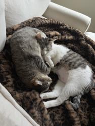 Shelter Stray Female Cat last seen PPB, OR, 1700 W Historic Columbia River Hwy, Troutdale, OR 97060, USA