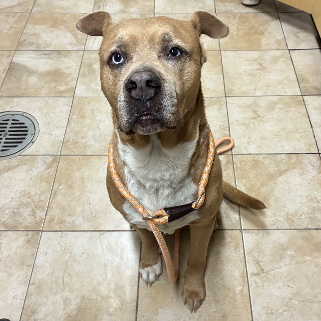Shelter Stray Male Dog last seen NE 158TH AND AIRPORT WAY, PORTLAND, OR, 97233, 1700 W Historic Columbia River Hwy, Troutdale, OR 97060, USA